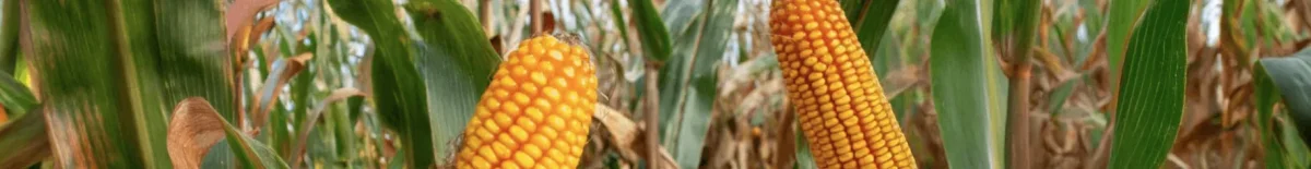 NOWOŚĆ ! Materiał siewny kukurydzy RGT