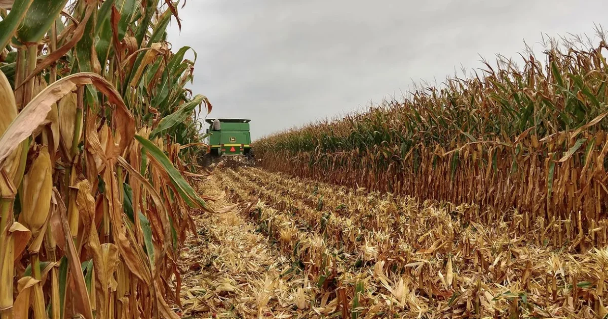 Kompleksowa odbudowa życia biologicznego gleby – humus, wapno i mikroorganizmy (Synergia Split po kukurydzy)