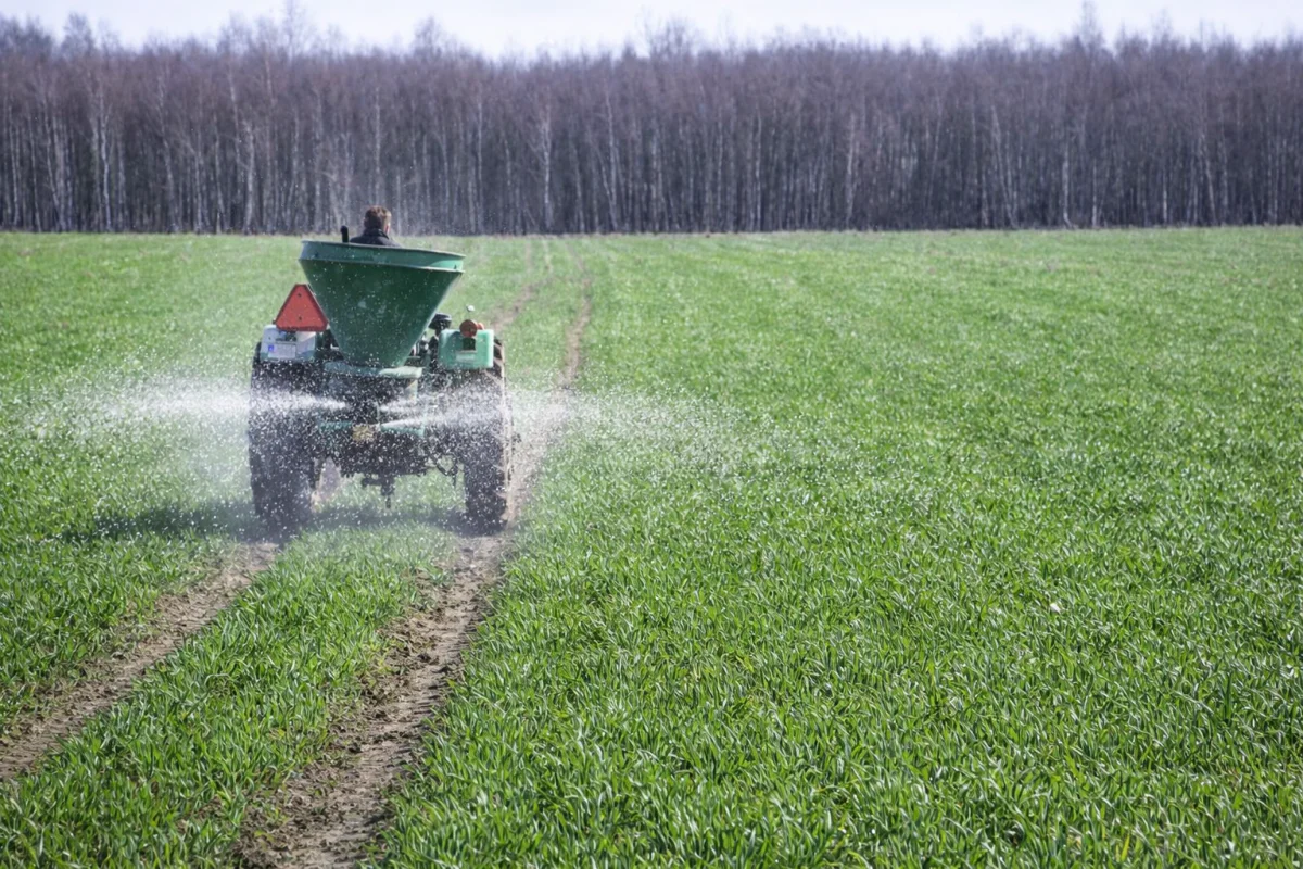 Siarka wczesną wiosną – cichy bohater wysokiego białka w ziarnie