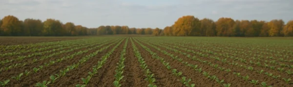 Siarczan magnezu jesienią – skuteczne nawożenie dolistne rzepaku