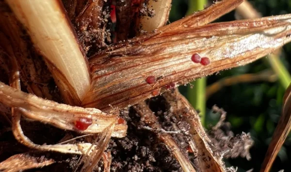 Zimowe monitorowanie ozimin: kiedy reagować na choroby i szkodniki