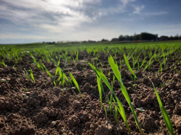 Intensywna produkcja, intensywne plony: gdzie wpisuje się Hepta Cu?