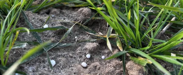 Azot w lutym i na przedwiośniu: kiedy wolno, kiedy ma sens, a kiedy lepiej poczekać