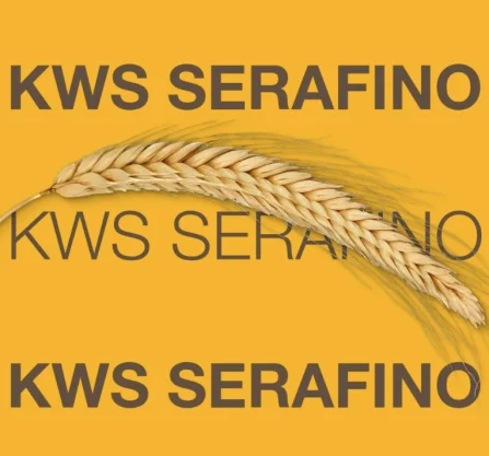 ŻYTO HYBRYDOWE KWS SERAFINO C1, F1 AGRAVITA