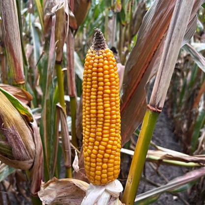 KUKURYDZA ODDAXX