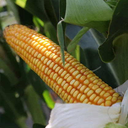 KUKURYDZA CONTENTO (Opti Plus)