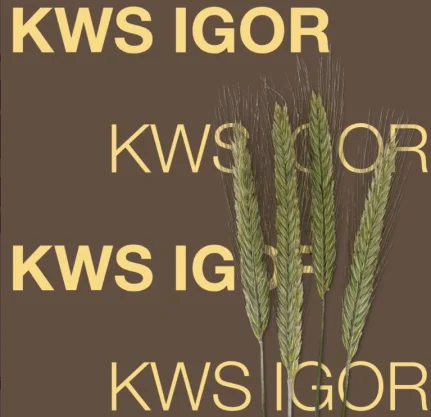 ŻYTO HYBRYDOWE KWS IGOR C1, F1 AGRAVITA