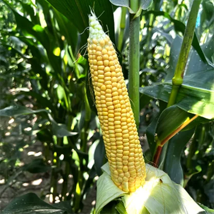 KUKURYDZA SOLARIUS