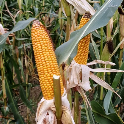 KUKURYDZA FANTOSO (Opti Plus)