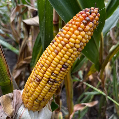 KUKURYDZA ARMOREEN