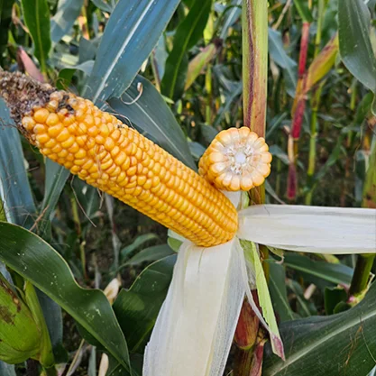 KUKURYDZA MAGELLO (Opti Plus)