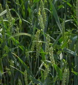 PSZENICA JARA TYBALT 50 kg