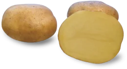 ZIEMNIAK DENAR 200 kg