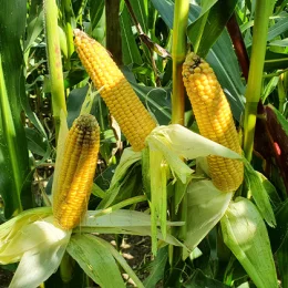 KUKURYDZA AMELLO (Opti Plus)