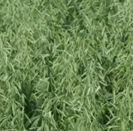 OWIES JARY BINGO 350 kg