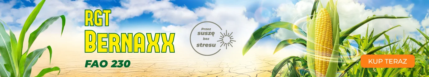 Kukurydza Bernaxx