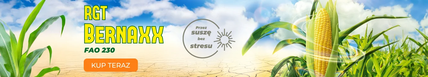 Kukurydza Bernaxx
